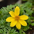 Dvouzubec prutolistý 'Yellow Charm' - Bidens ferulifolia 'Yellow Charm'