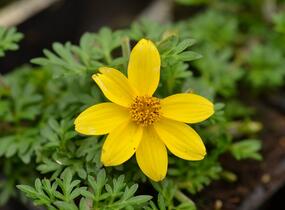 Dvouzubec prutolistý 'Yellow Charm' - Bidens ferulifolia 'Yellow Charm'