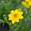 Dvouzubec prutolistý 'Yellow Charm' - Bidens ferulifolia 'Yellow Charm'