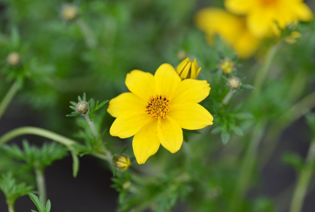 Dvouzubec prutolistý 'Yellow Charm' - Bidens ferulifolia 'Yellow Charm'