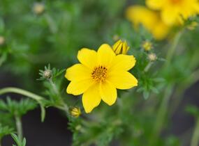 Dvouzubec prutolistý 'Yellow Charm' - Bidens ferulifolia 'Yellow Charm'