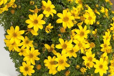 Dvouzubec prutolistý 'Yellow Charm' - Bidens ferulifolia 'Yellow Charm'