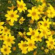Dvouzubec prutolistý 'Yellow Charm' - Bidens ferulifolia 'Yellow Charm'