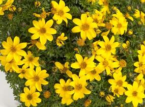 Dvouzubec prutolistý 'Yellow Charm' - Bidens ferulifolia 'Yellow Charm'