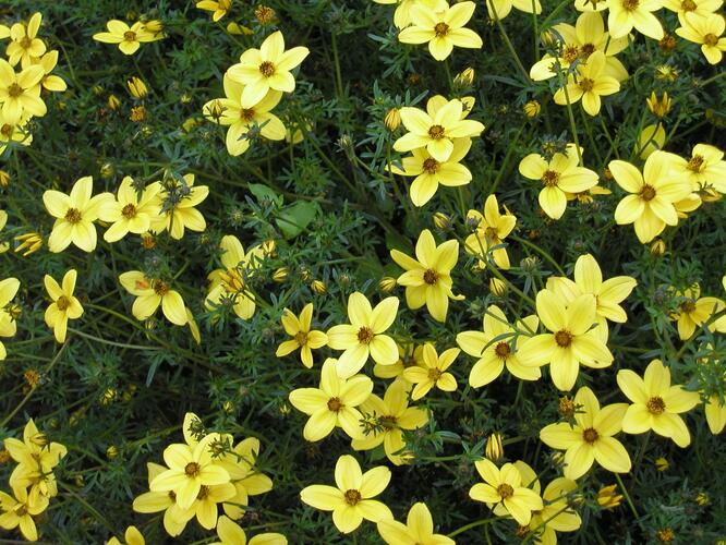 Dvouzubec prutolistý - Bidens ferulifolia