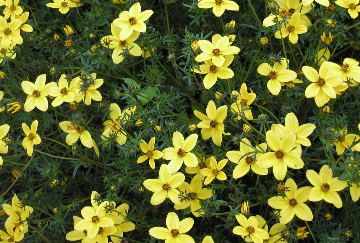 Dvouzubec prutolistý - Bidens ferulifolia