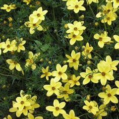 Dvouzubec prutolistý - Bidens ferulifolia