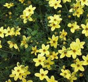 Dvouzubec prutolistý - Bidens ferulifolia