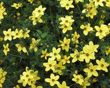 Dvouzubec prutolistý