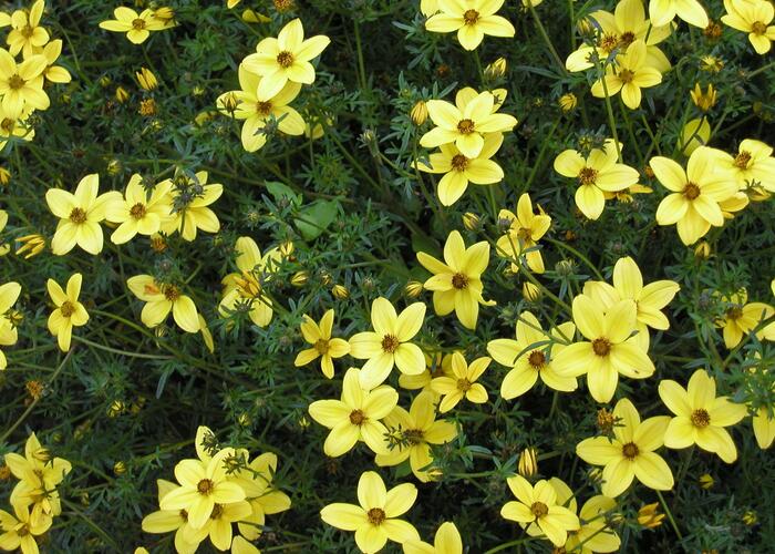 Dvouzubec prutolistý - Bidens ferulifolia