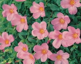 Šrucha 'Light Pink'