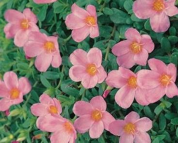 Šrucha 'Light Pink'