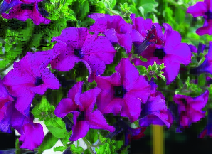 Petúnie 'Giant Purple' - Petunia Surfinia 'Giant Purple'