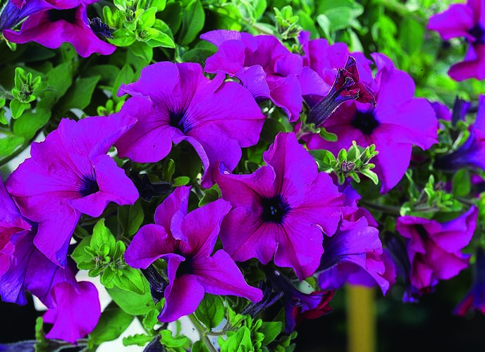 Petúnie 'Giant Purple' - Petunia Surfinia 'Giant Purple'