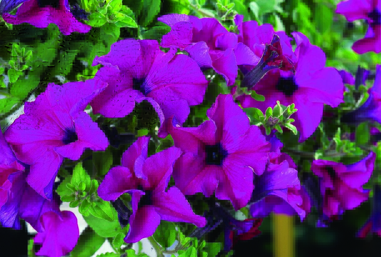 Petúnie 'Giant Purple' - Petunia Surfinia 'Giant Purple'