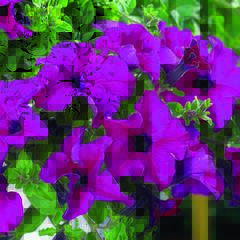 Petúnie 'Giant Purple' - Petunia Surfinia 'Giant Purple'