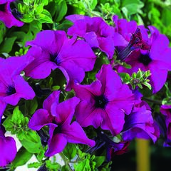 Petúnie 'Giant Purple' - Petunia Surfinia 'Giant Purple'