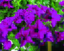 Petúnie 'Giant Purple'
