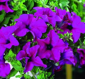 Petúnie 'Giant Purple' - Petunia Surfinia 'Giant Purple'