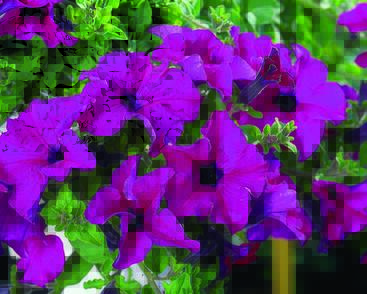 Petúnie 'Giant Purple'