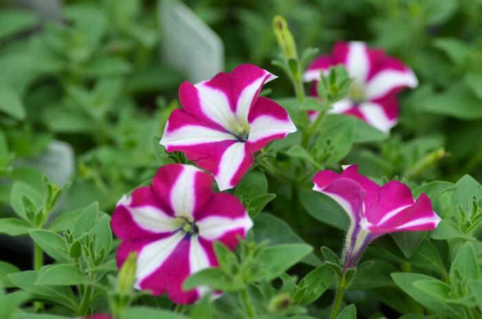 Petúnie 'Purple Star' - Petunia Pegasus 'Purple Star'
