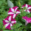 Petúnie 'Purple Star' - Petunia Pegasus 'Purple Star'