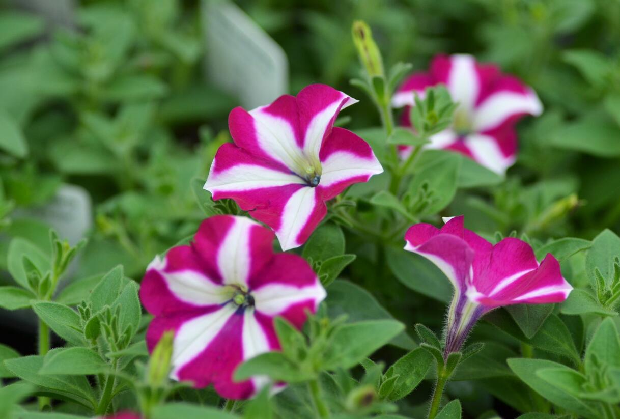 Petúnie 'Purple Star' - Petunia 'Pegasus Purple Star'