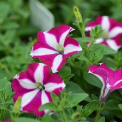 Petúnie 'Purple Star' - Petunia Pegasus 'Purple Star'