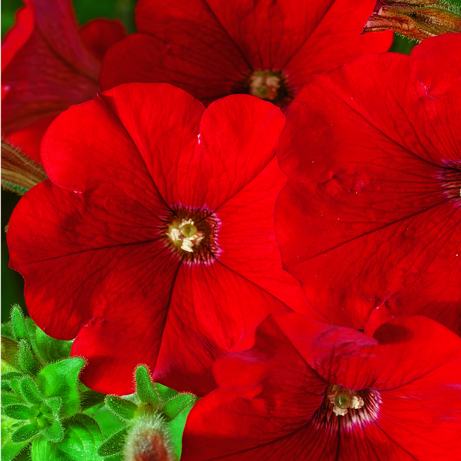 Petúnie 'Deep Red' - Petunia Surfinia 'Deep Red'