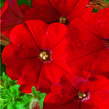 Petúnie 'Deep Red' - Petunia Surfinia 'Deep Red'