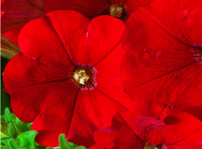 Petúnie 'Deep Red' - Petunia Surfinia 'Deep Red'