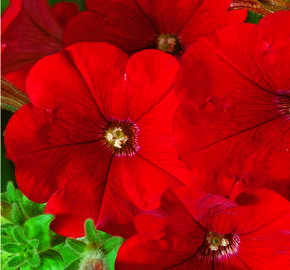 Petúnie 'Deep Red' - Petunia Surfinia 'Deep Red'