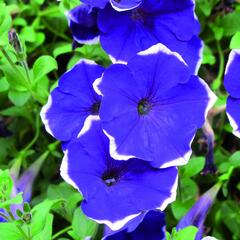 Petúnie 'Blue Picotee' - Petunia Pegasus 'Blue Picotee'