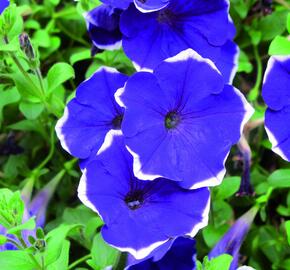 Petúnie 'Blue Picotee' - Petunia Pegasus 'Blue Picotee'