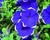 Petúnie Pegasus 'Blue Picotee'