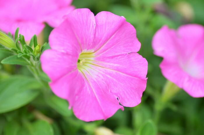 Petúnie 'Pink' - Petunia Pegasus 'Pink'