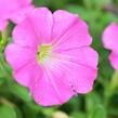 Petúnie 'Pink' - Petunia Pegasus 'Pink'