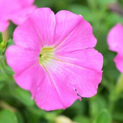 Petúnie 'Pink' - Petunia Pegasus 'Pink'