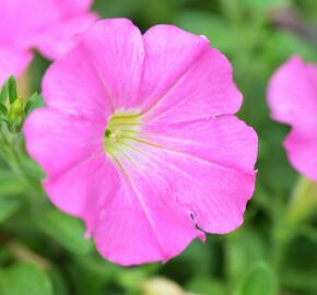 Petúnie 'Pink' - Petunia Pegasus 'Pink'