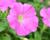 Petúnie 'Pegasus Pink'