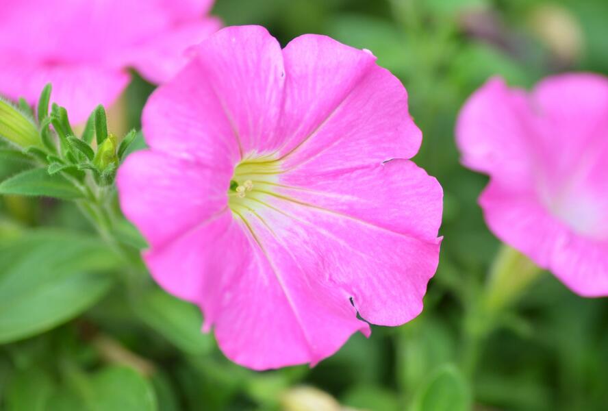 Petúnie 'Pegasus Pink' - Petunia hybrida 'Pegasus Pink'