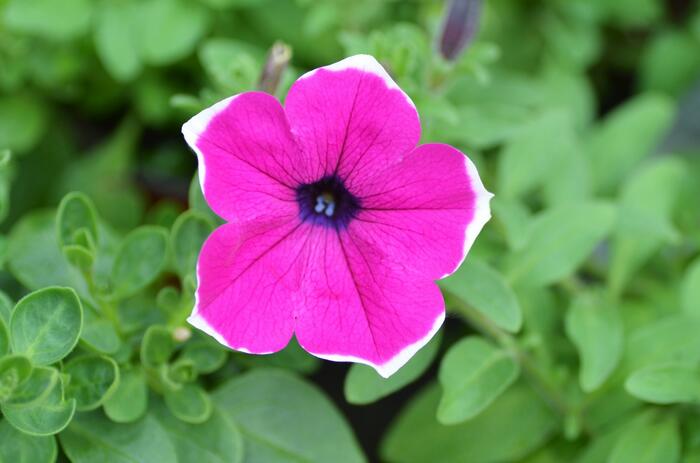 Petúnie 'Giant Purple Picotee' - Petunia Surfinia 'Giant Purple Picotee'