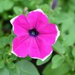 Petúnie 'Giant Purple Picotee' - Petunia Surfinia 'Giant Purple Picotee'