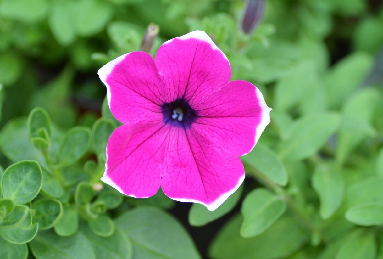 Petúnie 'Giant Purple Picotee' - Petunia Surfinia 'Giant Purple Picotee'