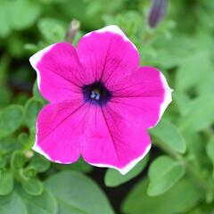 Petúnie 'Giant Purple Picotee' - Petunia Surfinia 'Giant Purple Picotee'