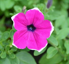 Petúnie 'Giant Purple Picotee' - Petunia Surfinia 'Giant Purple Picotee'