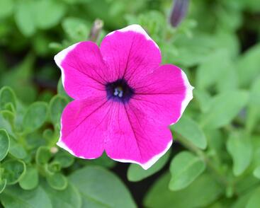 Petúnie 'Giant Purple Picotee'