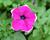 Petúnie 'Giant Purple Picotee'