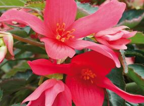 Begónie bolívijská 'Belladonna Pink' - Begonia boliviensis 'Belladonna Pink'