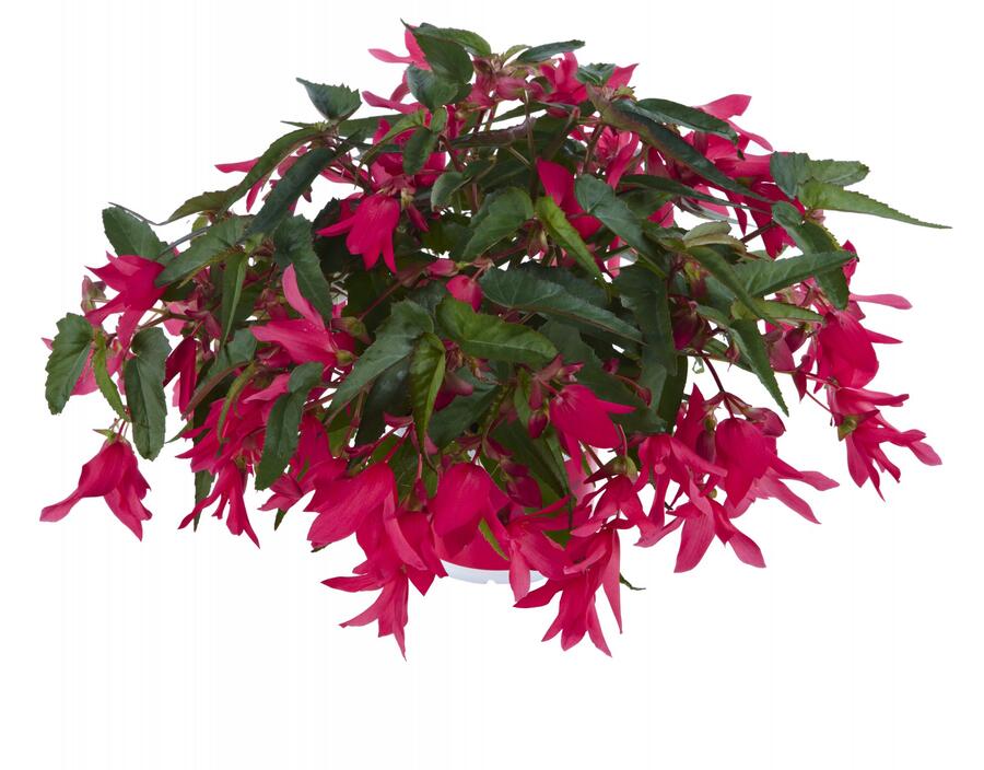Begónie bolívijská 'Belladonna Pink' - Begonia boliviensis 'Belladonna Pink'